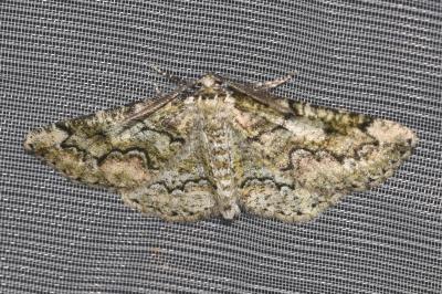 <i>Cleorodes lichenaria</i>