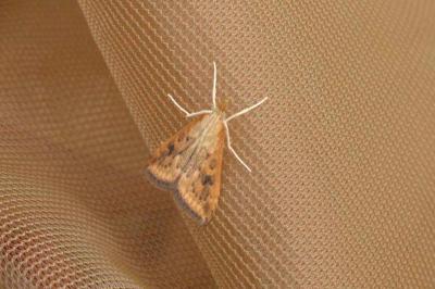 <i>Udea ferrugalis</i>