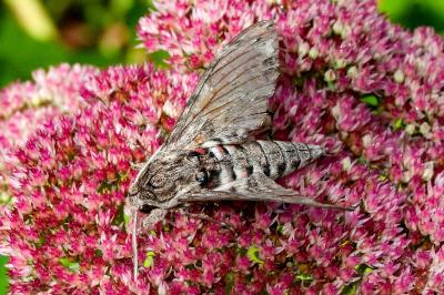 <i>Agrius convolvuli</i>