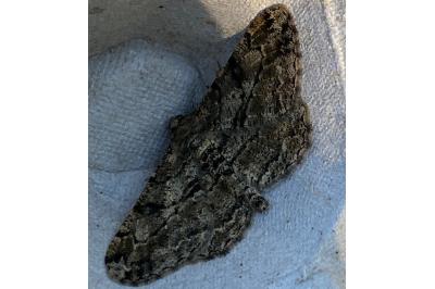<i>Peribatodes rhomboidaria</i>