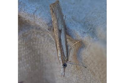 <i>Agriphila geniculea</i>