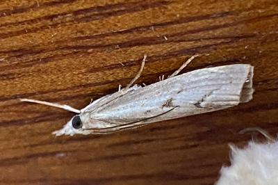 <i>Agriphila geniculea</i>