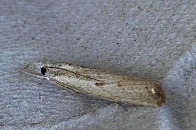 <i>Agriphila geniculea</i>