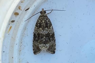 <i>Celypha lacunana</i>