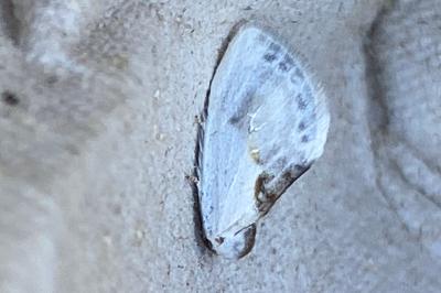 <i>Cilix glaucata</i>