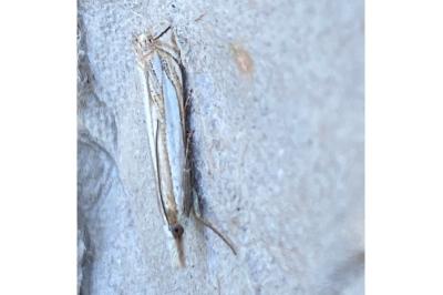 <i>Crambus pascuella</i>