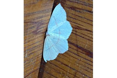 <i>Cyclophora linearia</i>