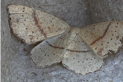 <i>Cyclophora punctaria</i>