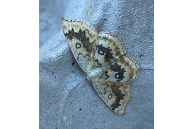 <i>Cyclophora annularia</i>