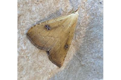 <i>Rivula sericealis</i>
