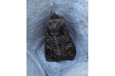 <i>Tholera cespitis</i>