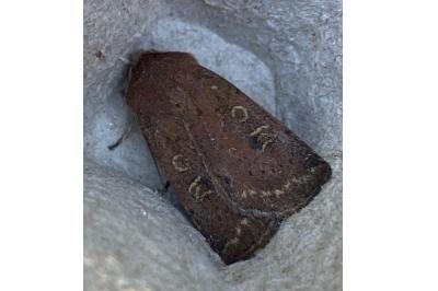 <i>Xestia xanthographa</i>
