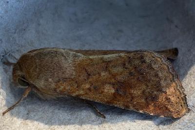 <i>Helicoverpa armigera</i>