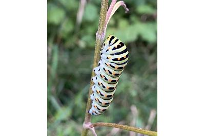 <i>Papilio machaon</i>