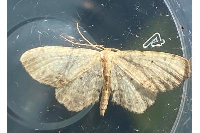 <i>Idaea dimidiata</i>