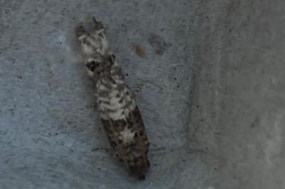 <i>Notocelia incarnatana</i>