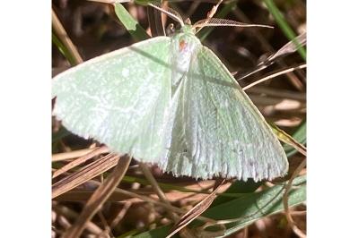 <i>Thetidia smaragdaria</i>