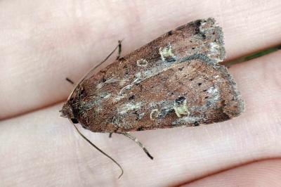 <i>Xestia xanthographa</i>