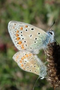 <i>Polyommatus icarus</i>