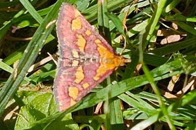 <i>Pyrausta purpuralis</i>