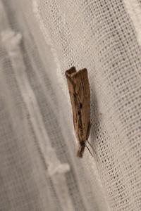 <i>Agriphila inquinatella</i>