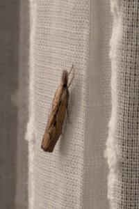 <i>Agriphila inquinatella</i>