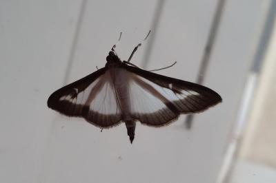 <i>Cydalima perspectalis</i>