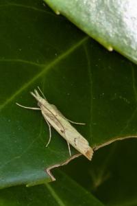 <i>Agriphila geniculea</i>