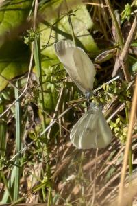 <i>Leptidea sinapis</i>