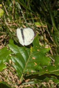 <i>Pieris brassicae</i>