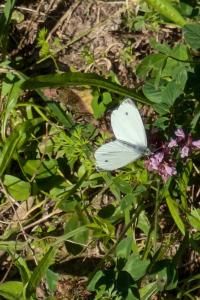 <i>Pieris rapae</i>