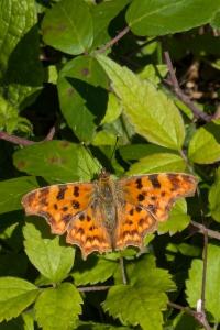 <i>Polygonia c-album</i>