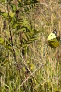 <i>Colias</i>