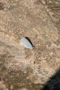 <i>Celastrina argiolus</i>