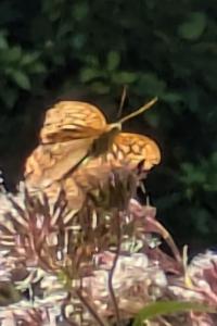 <i>Argynnis paphia</i>
