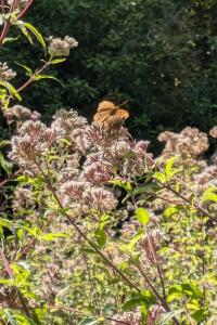 <i>Argynnis paphia</i>