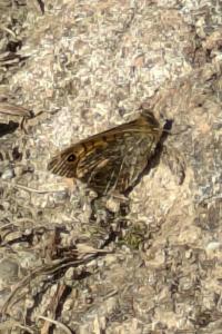 <i>Lasiommata megera</i>
