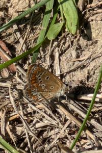 <i>Aricia agestis</i>
