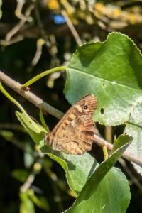 <i>Pararge aegeria</i>