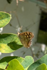 <i>Pararge aegeria</i>