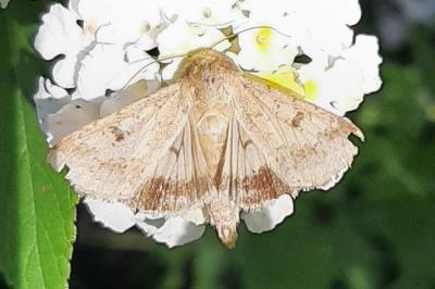 <i>Helicoverpa armigera</i>