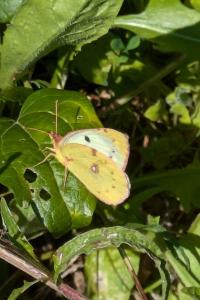 <i>Colias</i>