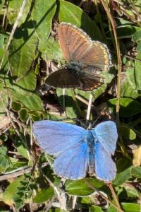 <i>Polyommatus icarus</i>