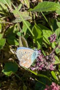 <i>Lysandra bellargus</i>