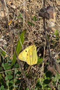 <i>Colias crocea</i>