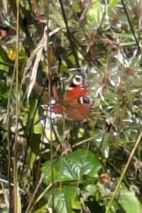 <i>Aglais io</i>