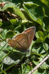 <i>Aricia agestis</i>
