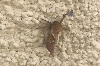 <i>Triodia sylvina</i>