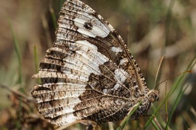 <i>Brintesia circe</i>