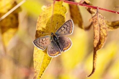<i>Lycaena tityrus</i>